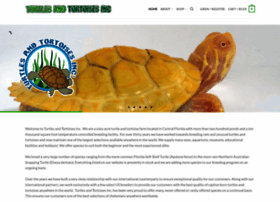 turtlesandtortoises.com preview